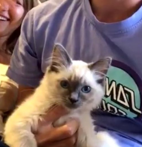 EllieBeingDoug's tweet photo. Both got kitties in lock down😻 https://t.co/0MIko7XJ2T