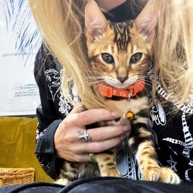 EllieBeingDoug's tweet photo. Both got kitties in lock down😻 https://t.co/0MIko7XJ2T