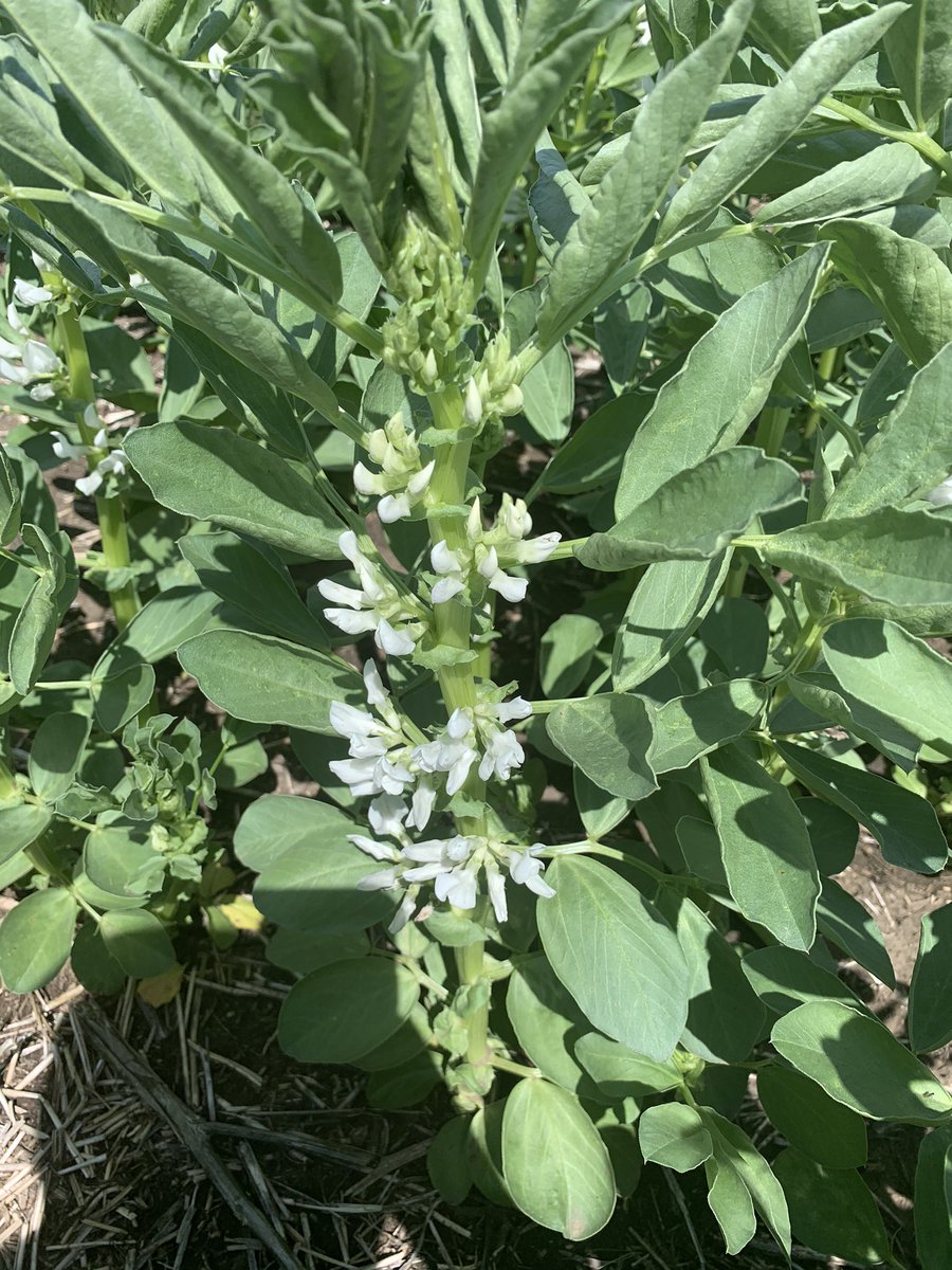 Brock Shearer tweet media