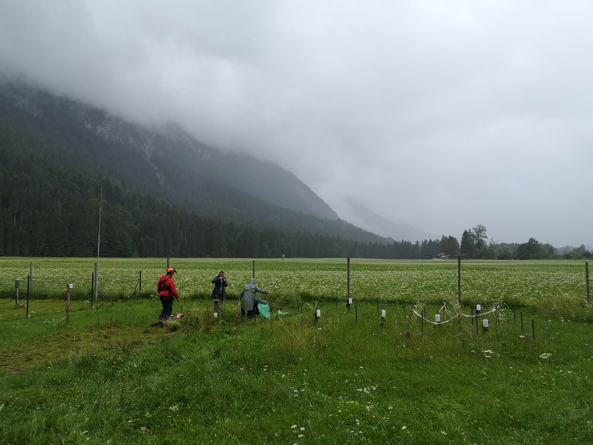BBerauer's tweet image. Peak season harvest along our elevational gradient in the Alps of the #SUSALPS project @BonaRes4u. One day of mediocre weather but no rain and one of nice weather and always excellent collegeaus helping @DisturbanceEco1 to get this beautiful site's collected