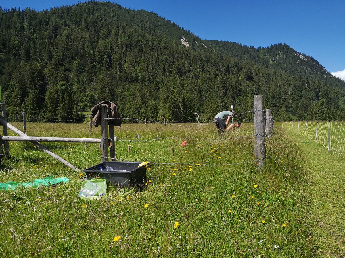 BBerauer's tweet image. Peak season harvest along our elevational gradient in the Alps of the #SUSALPS project @BonaRes4u. One day of mediocre weather but no rain and one of nice weather and always excellent collegeaus helping @DisturbanceEco1 to get this beautiful site's collected