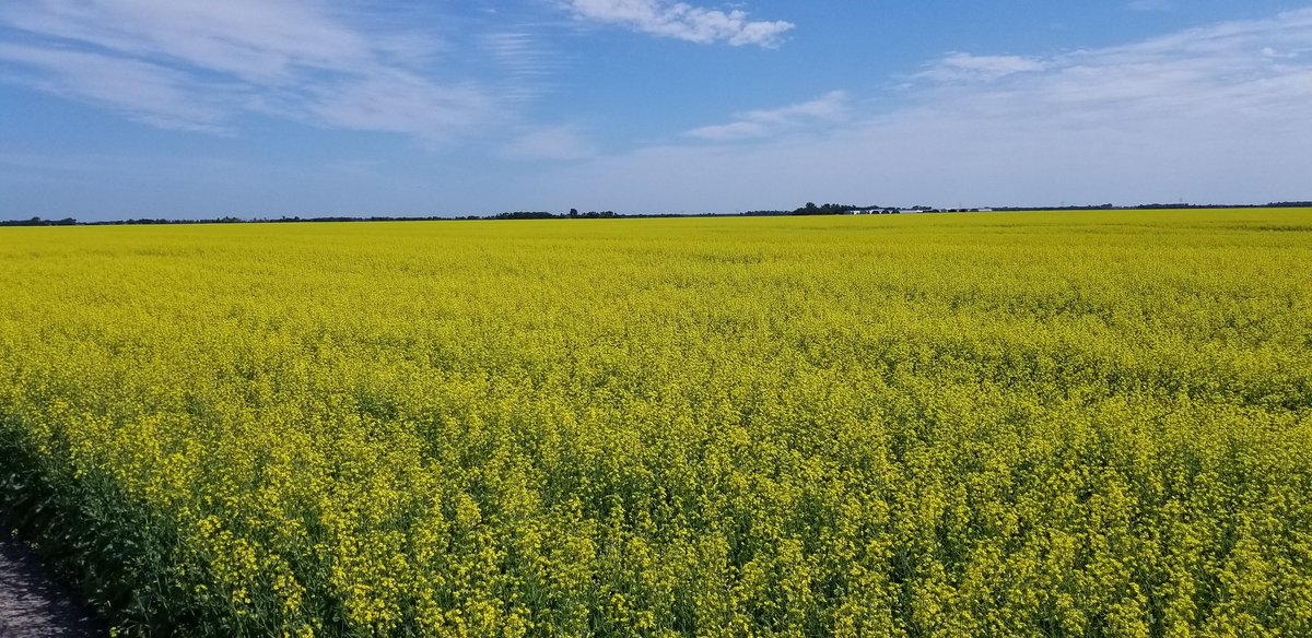 MattyIceAg's tweet photo. Every dropped petal is a potential infection point for white mold.  Endura offers unmatched white mold efficacy to protect your #InVigor https://t.co/XqY7zQMt9h