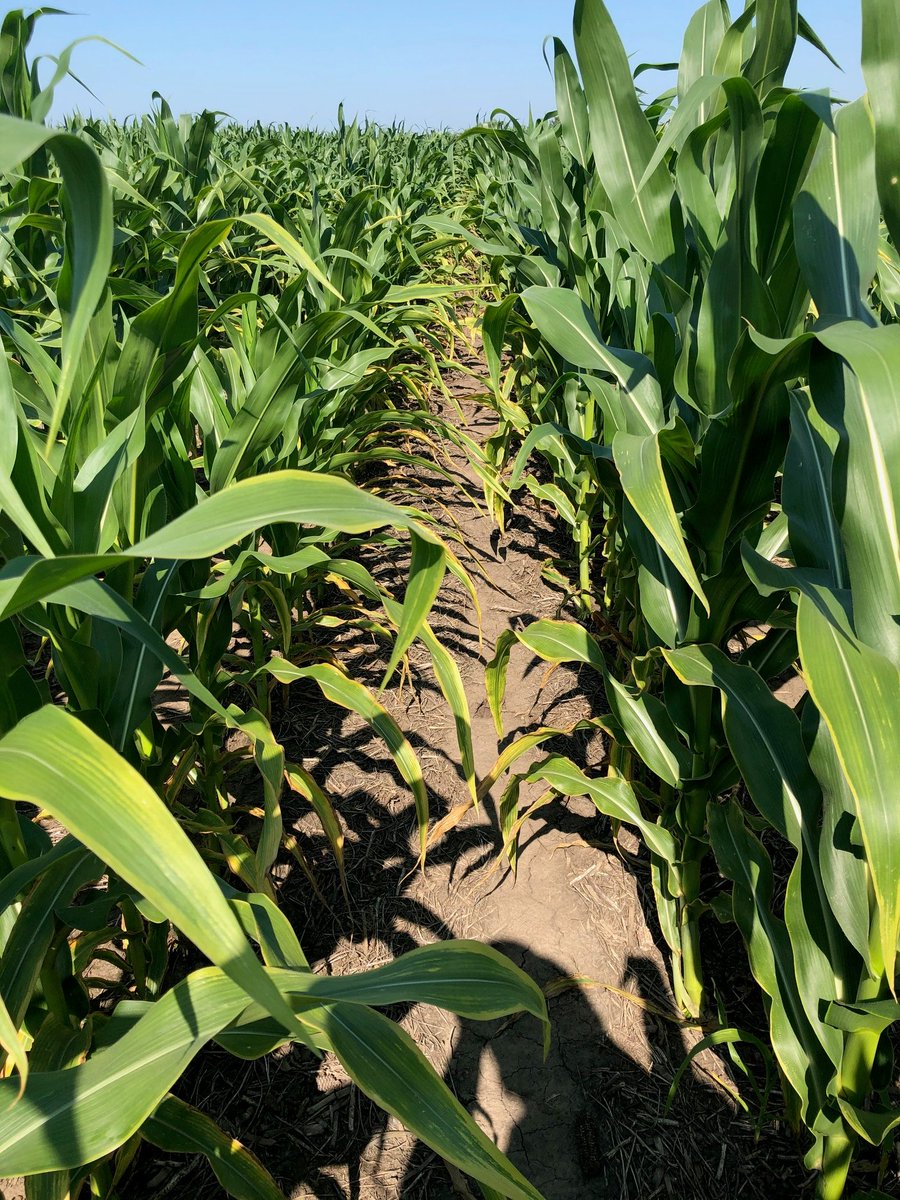 SoilFertilityKS's tweet photo. Checking a #corn field today. The farmer said #potassium deficiency is becoming more common. Soybean remove about 1.4 lbs of K2O per bushel, corn about 0.26 lbs/bu. (soil test K at 120 ppm in this field) @KStateAgron @frontier_ksre https://t.co/tFemBb0JmE