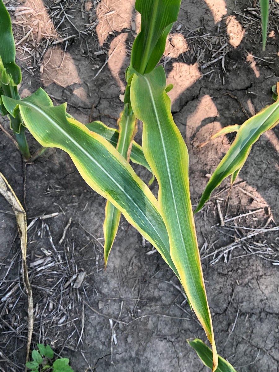 SoilFertilityKS's tweet photo. Checking a #corn field today. The farmer said #potassium deficiency is becoming more common. Soybean remove about 1.4 lbs of K2O per bushel, corn about 0.26 lbs/bu. (soil test K at 120 ppm in this field) @KStateAgron @frontier_ksre https://t.co/tFemBb0JmE