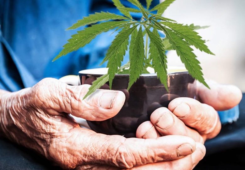 sun_kop's tweet photo. Largest group of new cannabis consumers are those between 50 to 90 year olds. https://t.co/Wywgyja1oI