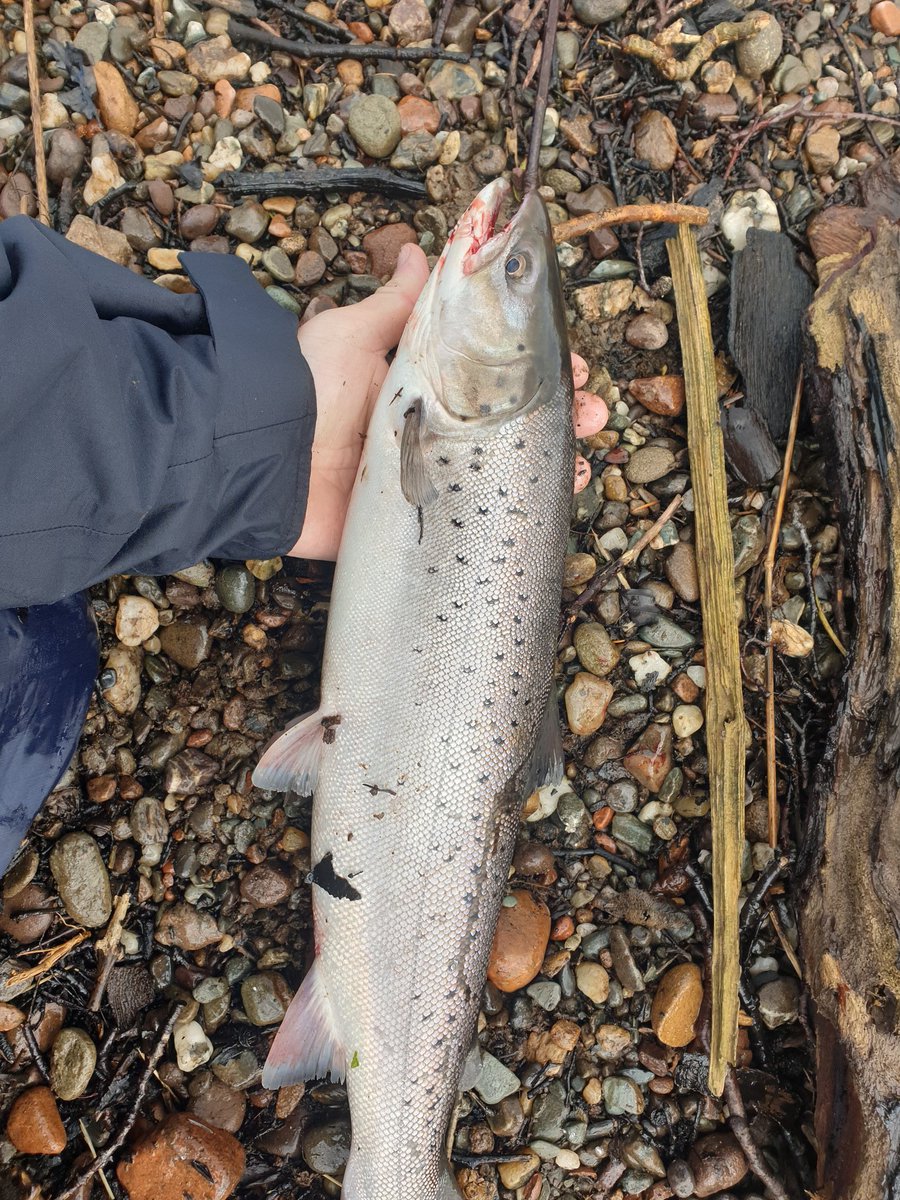 Coatbrig Pirate🏴󠁧󠁢󠁳󠁣󠁴󠁿 tweet media