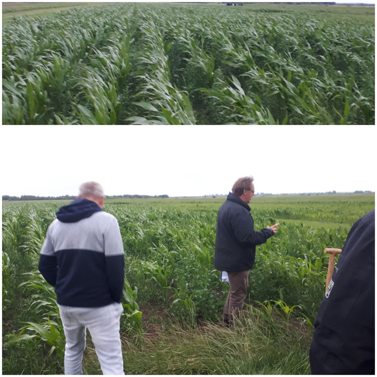 Michielagri's tweet photo. Vanavond demo op maïsveld te Oldeboarn.  Mooie verschillen zichtbaar in dit project #verduurzamingmaisteeltoppuurveen. Uitvoering @DLVadvies #provfryslan #bof @DelphyNL https://t.co/vhVuDSaf0O