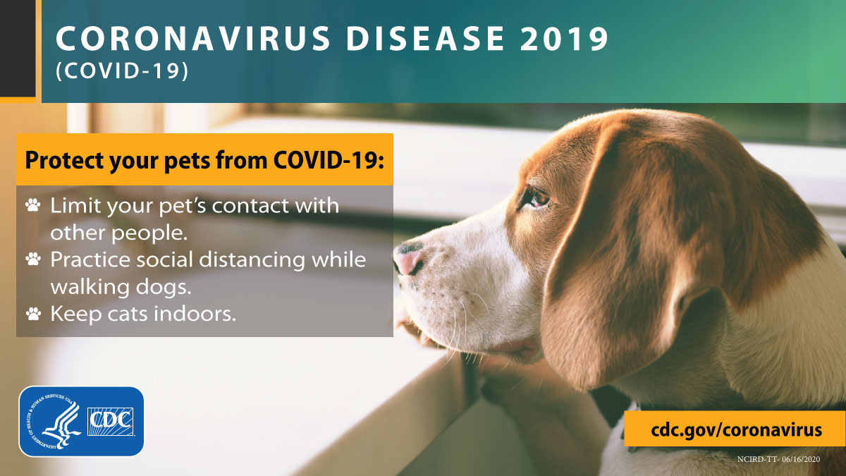 #COVID19 can spread from people to animals through close contact. Take steps to keep your pet safe from #COVID19: bit.ly/3b9XK1X.