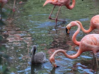 zooleon's tweet photo. Los Flamencos bebés están cambiando de plumas. 
#NosVemosPronto👋#EsperandoTuVisita⏳ #LeonSigueAvanzando⏩ https://t.co/PpGCSvIu1e