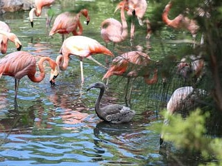 zooleon's tweet photo. Los Flamencos bebés están cambiando de plumas. 
#NosVemosPronto👋#EsperandoTuVisita⏳ #LeonSigueAvanzando⏩ https://t.co/PpGCSvIu1e