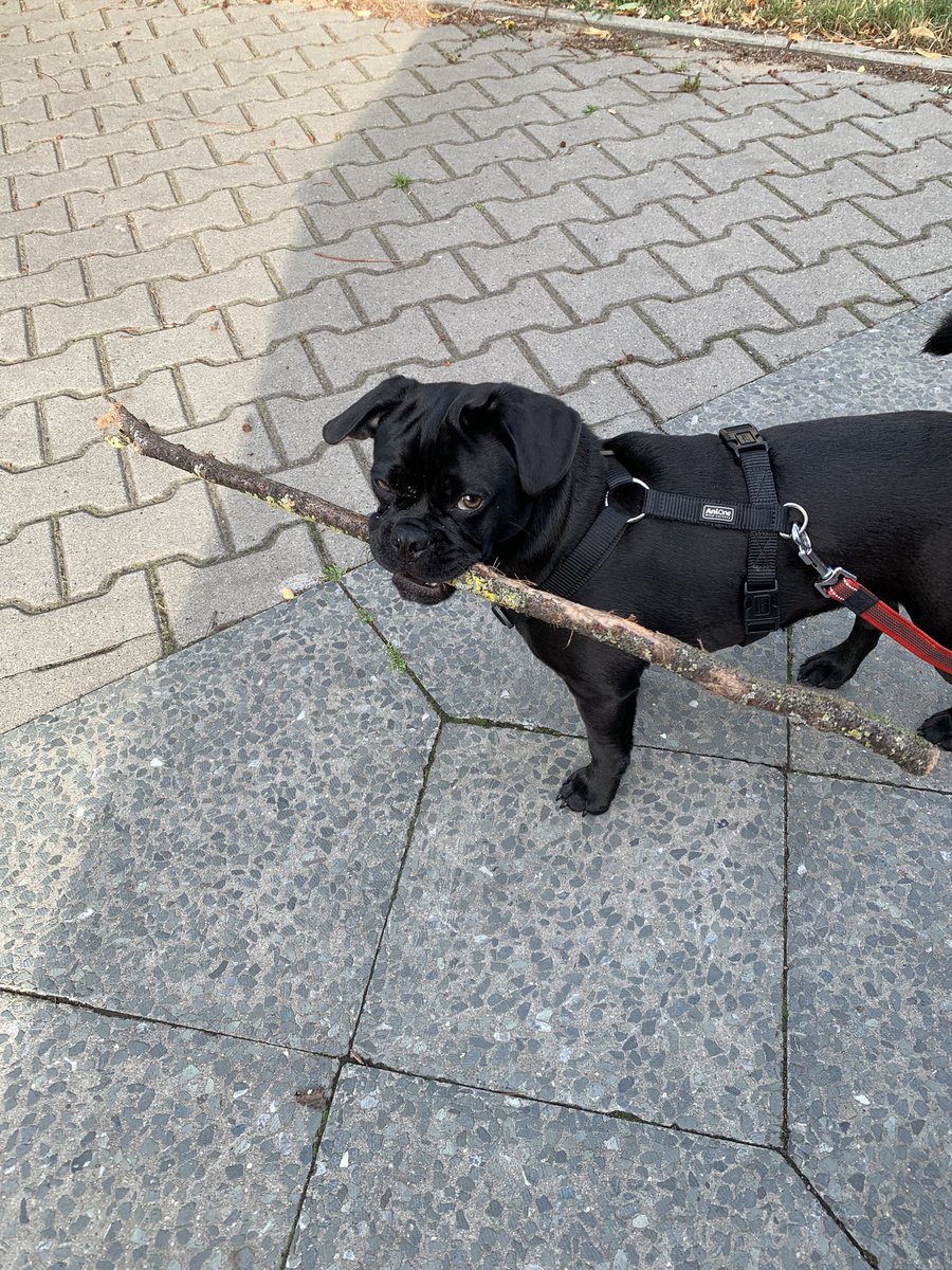 Lotta, Beauftragte für Wuff-Life-Balance tweet media