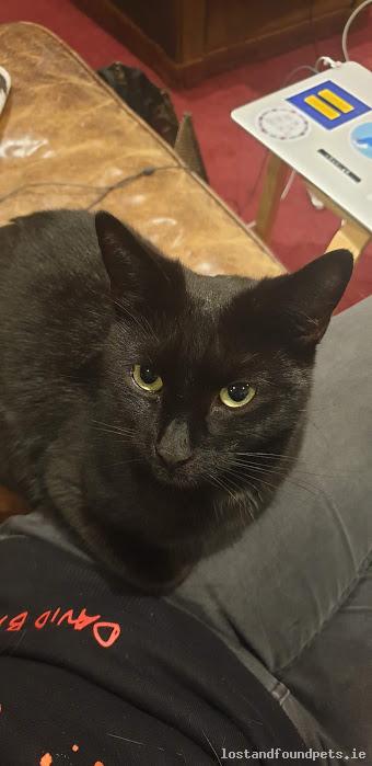 lostfoundpets's tweet image. A female cat was lost on 01/07/2020 in Ellenfield Road, #Whitehall lostandfoundpets.ie/yz84vj #lpie