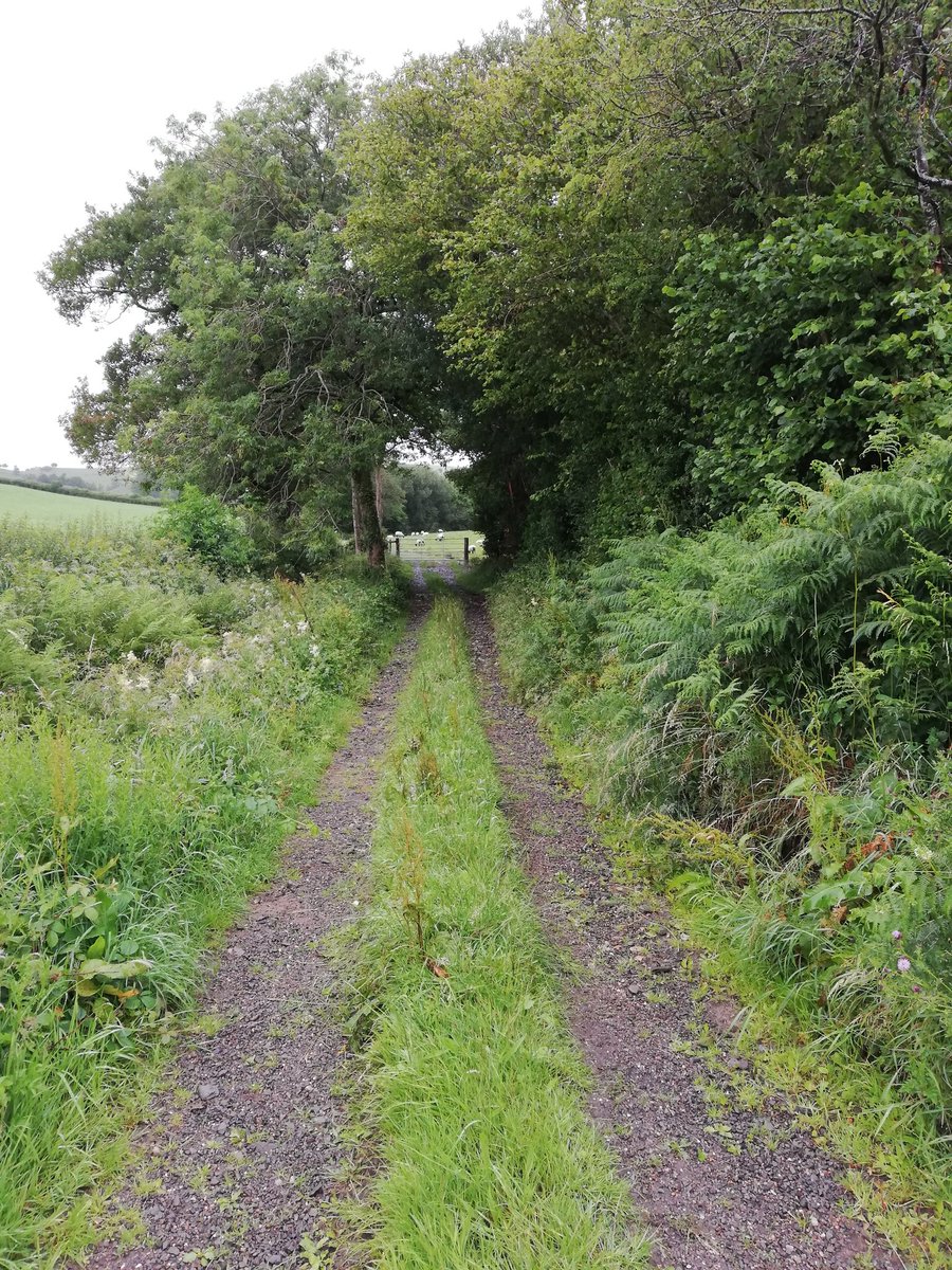 Day 15/25, which actually is today, excuse the catch up tweets. Round the local dirt tracks in the rain today. If I keep this up I might have to acquire a running type waterproof. Currently only have caving/mountain top ones. Did 25 press ups to avoid further deficit.