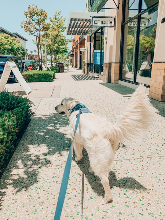 TheCollectionRP's tweet photo. Did you know that @thecollectionrp is pup-friendly? Just ask Kody - His smile and tail wag say it all

Do you have a furry friend at home? Drop a comment and let us know their name and breed!

#thecollectionrp https://t.co/OrOMZUYx2A
