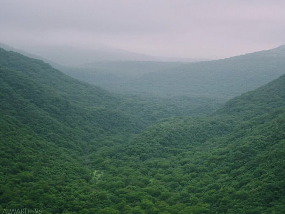 OmanGallery's tweet photo. Salalah, OMAN. https://t.co/TeDRWRseD2