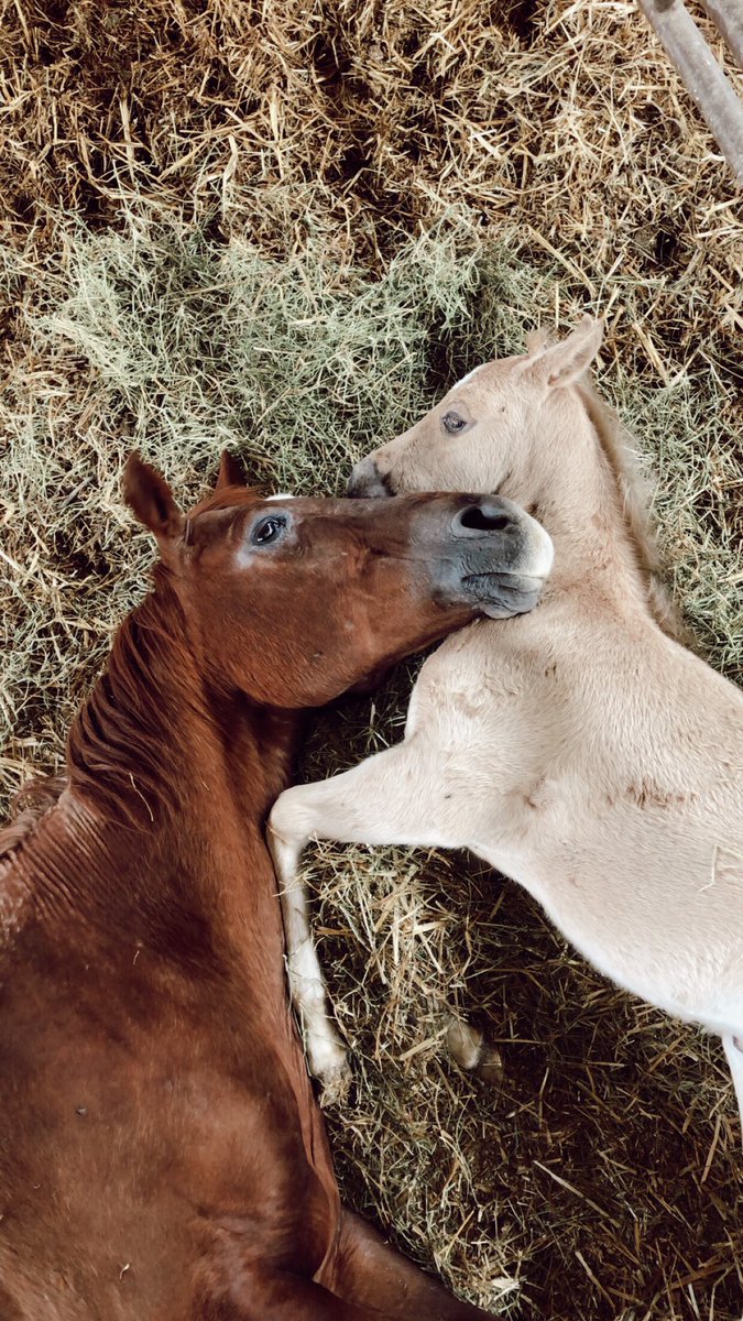 here’s a series of pictures of pure cuteness to brighten your day:)
ps. his names ‘Squishy’ because duhhhh