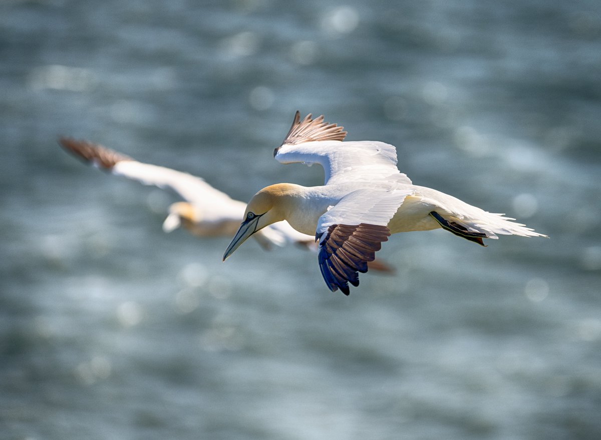lockiex's tweet photo. Only realised today how close I was to seeing an Albatros, still I was happily ignorant as I snapped the birds that were actually there.@Bempton_Cliffs
 #BemptonCliffs https://t.co/g76pUkiOPw