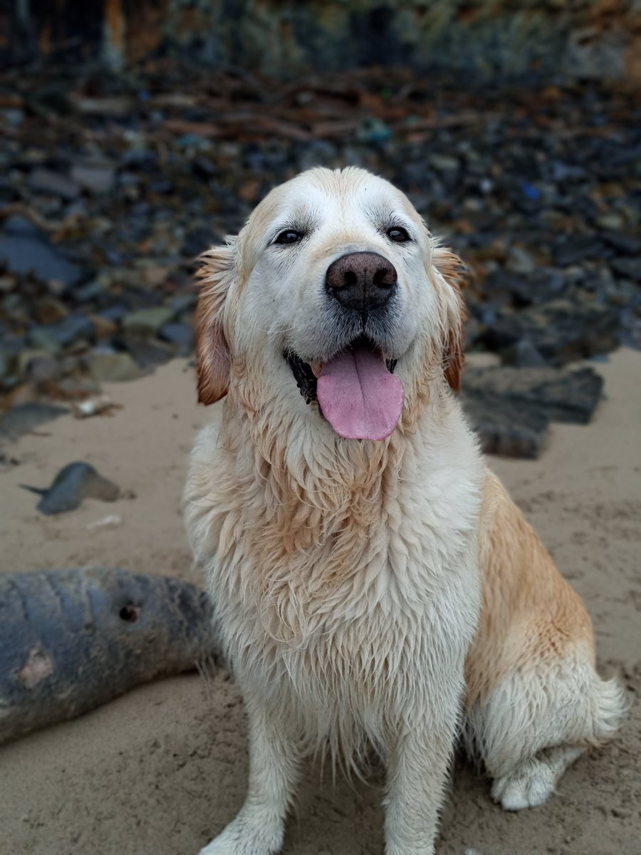 chiefbaalbec's tweet image. @GoldretrieverUS #TongueOutTuesday #GRC Alfie