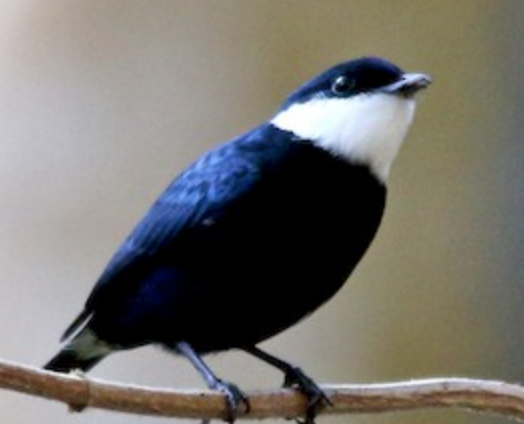 cowbirdlab's tweet photo. @e_shogren great PhD defense!! From behavioral experiments to genomics and back. My new favorite manakin is the white-ruffed. Subtle but elegant. https://t.co/cAkxGg7phw