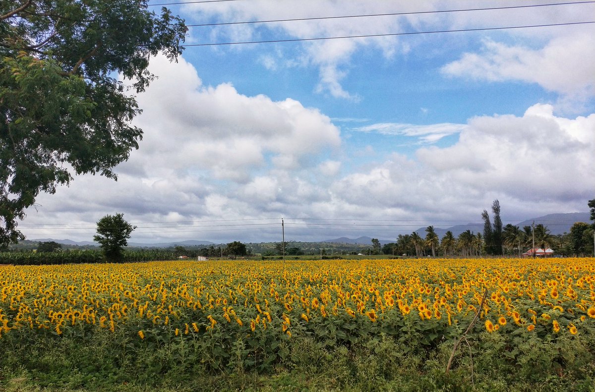 neethu_athul's tweet photo. Sunflower fields on the way to Gundelpet 😍
.
https://t.co/iOppjFphXf
.
#sunflower #travel #travelphotography #travelblog #traveler #travelblogger #Wanderlust #Karnataka https://t.co/7Y5J5wQuEH