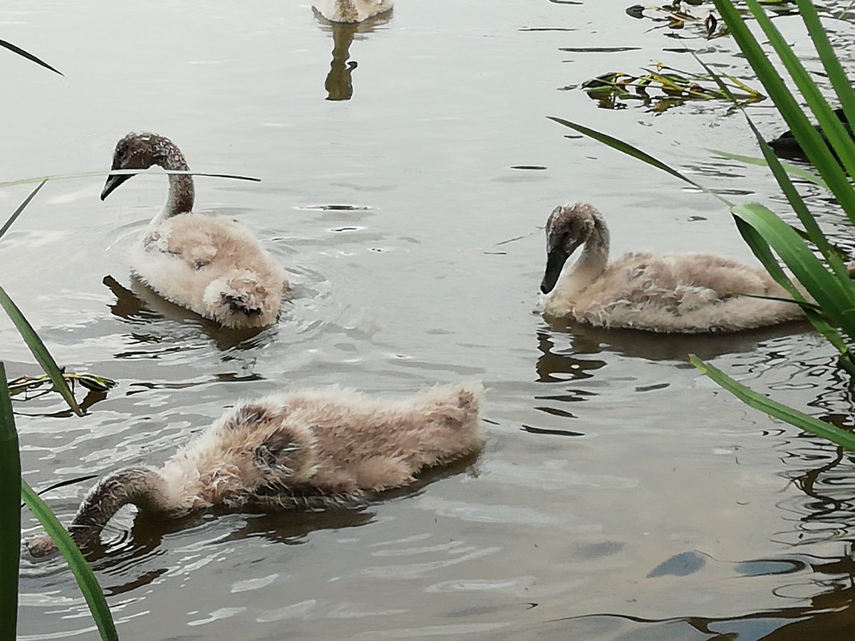 The Sygnets are now toddler-sized swans.