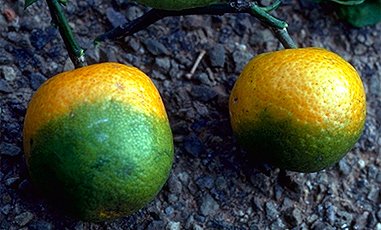 Day 2 of  #BlackBotanistsWeek is  #PlantInteractions! Plants can get diseases from pathogens, just like us. When you have get plants/crops that get sick and die, there's less food to go around, leading to higher prices in stores! An example of this is a disease on citrus. 1/5