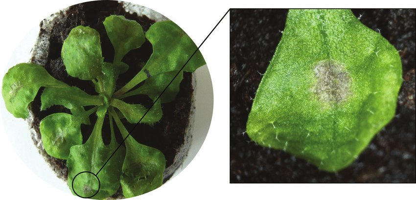 And that's just one of MANY examples. But cases like these is why I study plant pathogens. Right now, I'm studying this fungal pathogen called Colletotrichum and its interaction on this small plant called Arabidopsis, which is considered to be a model species for plants. 4/5