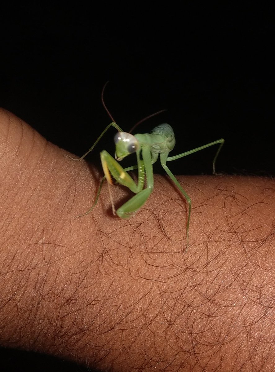ImRsunil's tweet photo. Senjiduvan 😈 #MyClickz #Mantis https://t.co/Jfm4p9DzT8