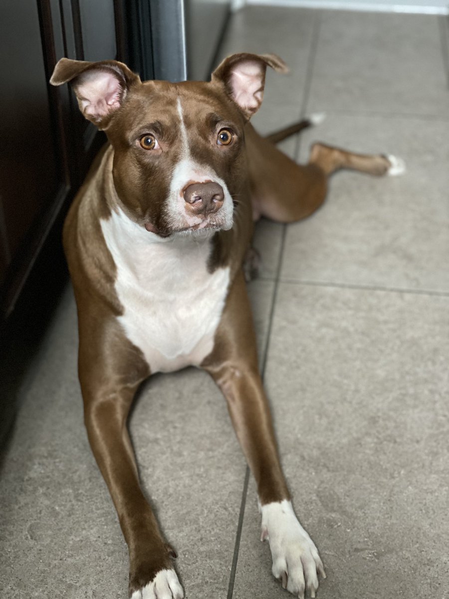 GloryTheGamer's tweet photo. Wishing my sweet baby girl a
💗Happy 4th Birthday💗
Thanks for existing my sweet!
You steal my heart over & over again & I am so blessed & thankful to have you. You’re legit the best doggy a momma could ask for! Farts & all!
🥰🎉💗 #HBD #Pitbull #Pitlabmix #DontBullyMyBreed https://t.co/4KoLERHrqx