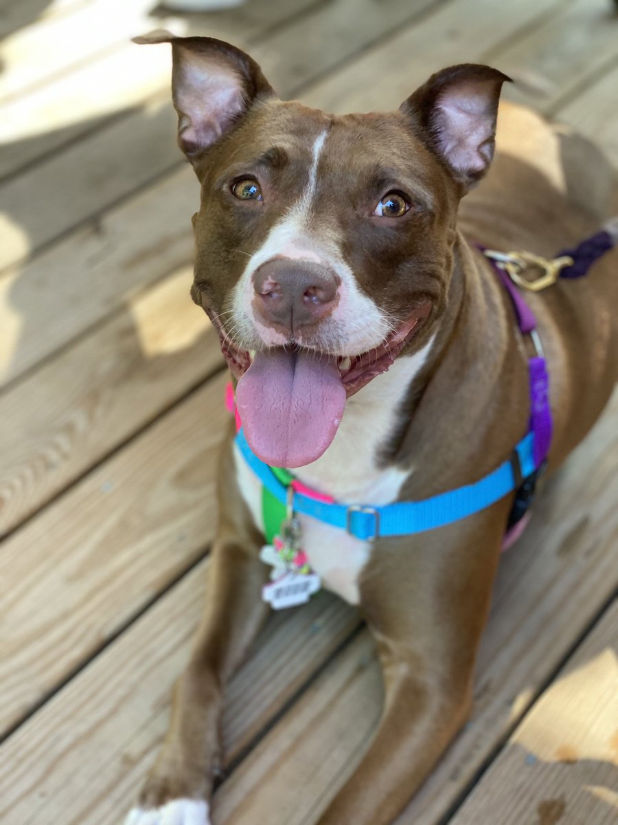 GloryTheGamer's tweet photo. Wishing my sweet baby girl a
💗Happy 4th Birthday💗
Thanks for existing my sweet!
You steal my heart over & over again & I am so blessed & thankful to have you. You’re legit the best doggy a momma could ask for! Farts & all!
🥰🎉💗 #HBD #Pitbull #Pitlabmix #DontBullyMyBreed https://t.co/4KoLERHrqx