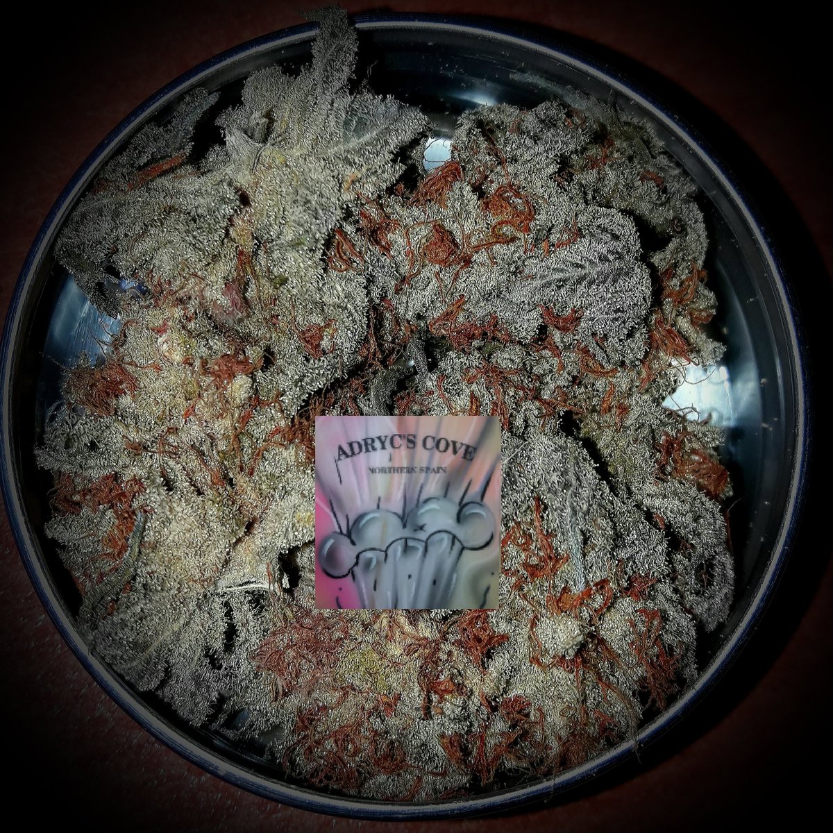 Weed Tarde Verde Mundo, Disculpad hoy.
¡ Dura es la Vida del #Tester !.
Y <a href="/GreenbudSeeds/">Greenbud Seeds</a> con #Makaha y #GoldWave #NuevosProyectos @GiftsGreenwood #AdrycsCove #Orgánico #Plagron no me lo pone fácil 🤣.
Mi Hada <a href="/HempCropEs/">HempCrop</a> #AdrycManëllsonTesterTeam y yo Os Deseamos Felicidad..🧚‍♂️😎