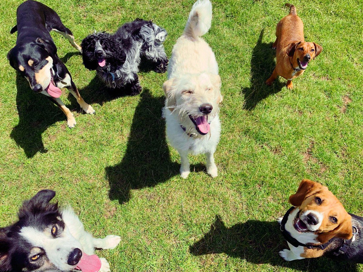 Business is back with a bang and we’ve been having the best time!! Lots of fun, exercise &amp; playtime with our puppy pals! We have spaces available for our group &amp; solo walks, puppy care and more so get in touch today!!

#dogandbone #dogwalker #petservices #leamingtonspa #loveleam