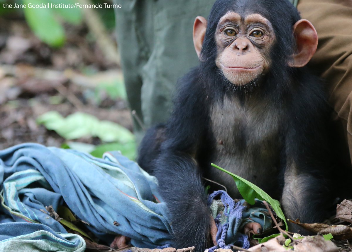 RootsandShoots's tweet photo. Want to learn about and speak out to protect chimpanzees like Vienna? TOMORROW is DAY 1 of the #WorldChimpazeeDay Challenge and you can sign up now at https://t.co/1vRPj0IAVv for seven days of celebration and change-making for chimps! See ya there!  #WCDChallenge #Gombe60 https://t.co/VAyPWvtdm6