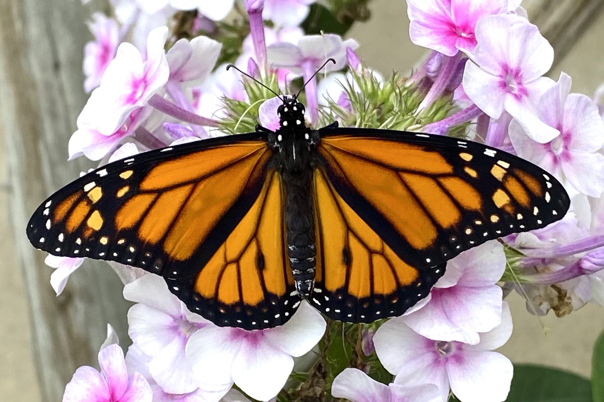 Julie Frey tweet media