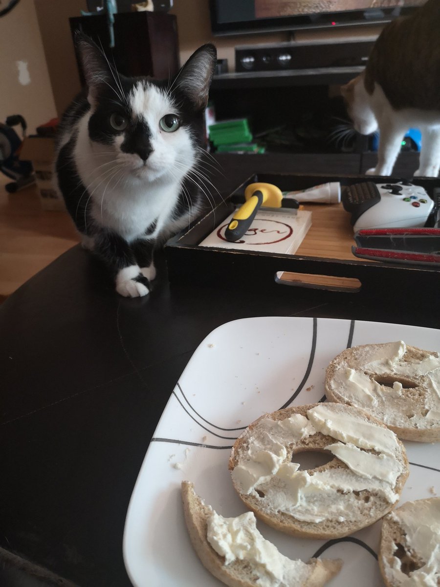 UntypicalDay's tweet photo. This is my reality, with so many pets. I never eat without knowing that I'm being watched.
#lifewithanimals https://t.co/dmLc3BMRov