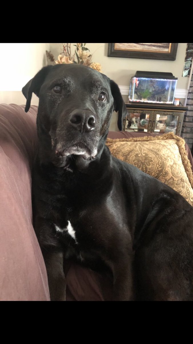2tailswag's tweet photo. @WeLoveDogsUSA I’m taking his pix. Does that account for hanging out with him?! 🐶❤️🐾 https://t.co/qN3lkVcTz6