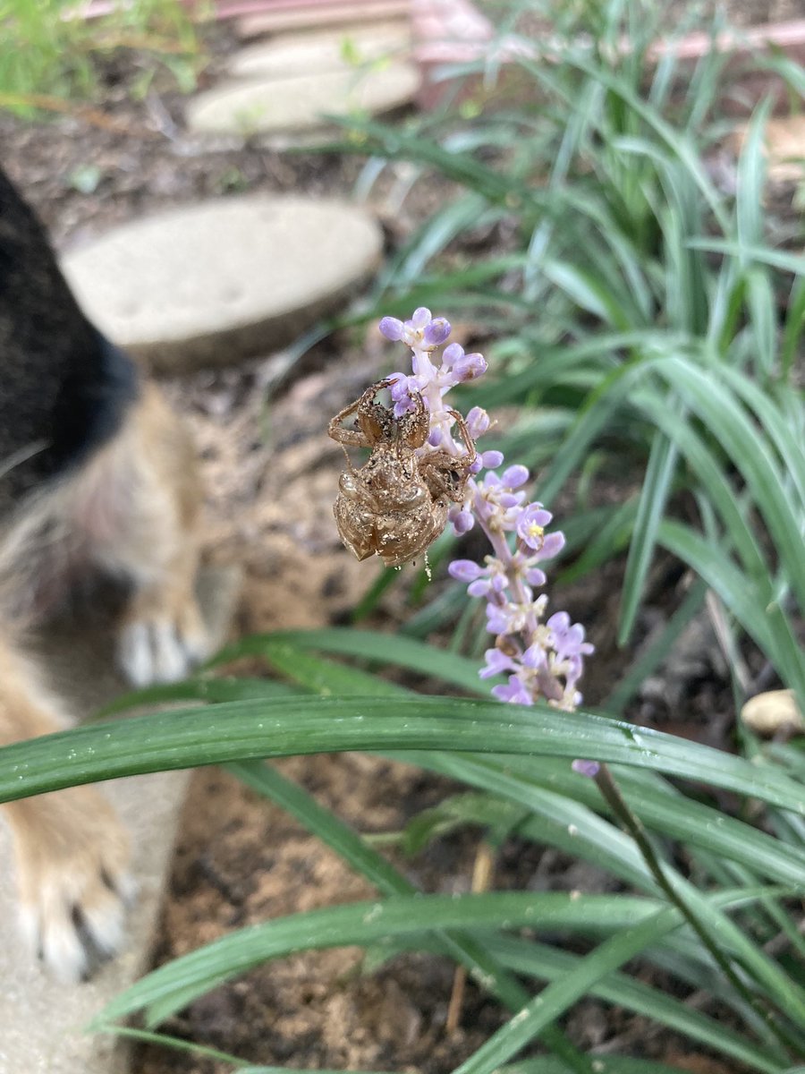 HerbieMooland's tweet photo. So, we didn’t get back to monkey grass at quite the right time. It already started blooming before we knew it! Just before it blooms is when it looks like little monkey fists, but we did find a cicada shell. #cicadashell #monkeygrass #dogsoftwitter https://t.co/zpVF7kdOdK