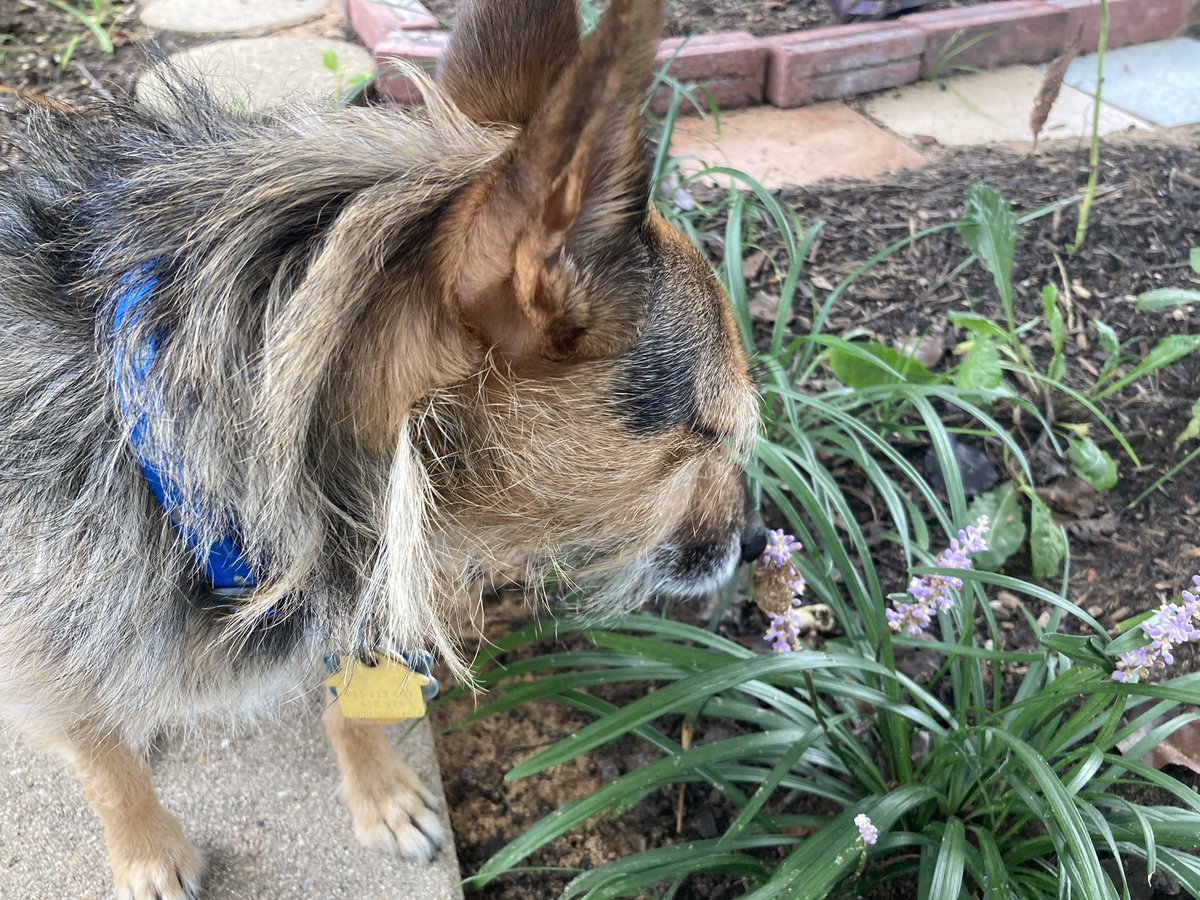 HerbieMooland's tweet photo. So, we didn’t get back to monkey grass at quite the right time. It already started blooming before we knew it! Just before it blooms is when it looks like little monkey fists, but we did find a cicada shell. #cicadashell #monkeygrass #dogsoftwitter https://t.co/zpVF7kdOdK