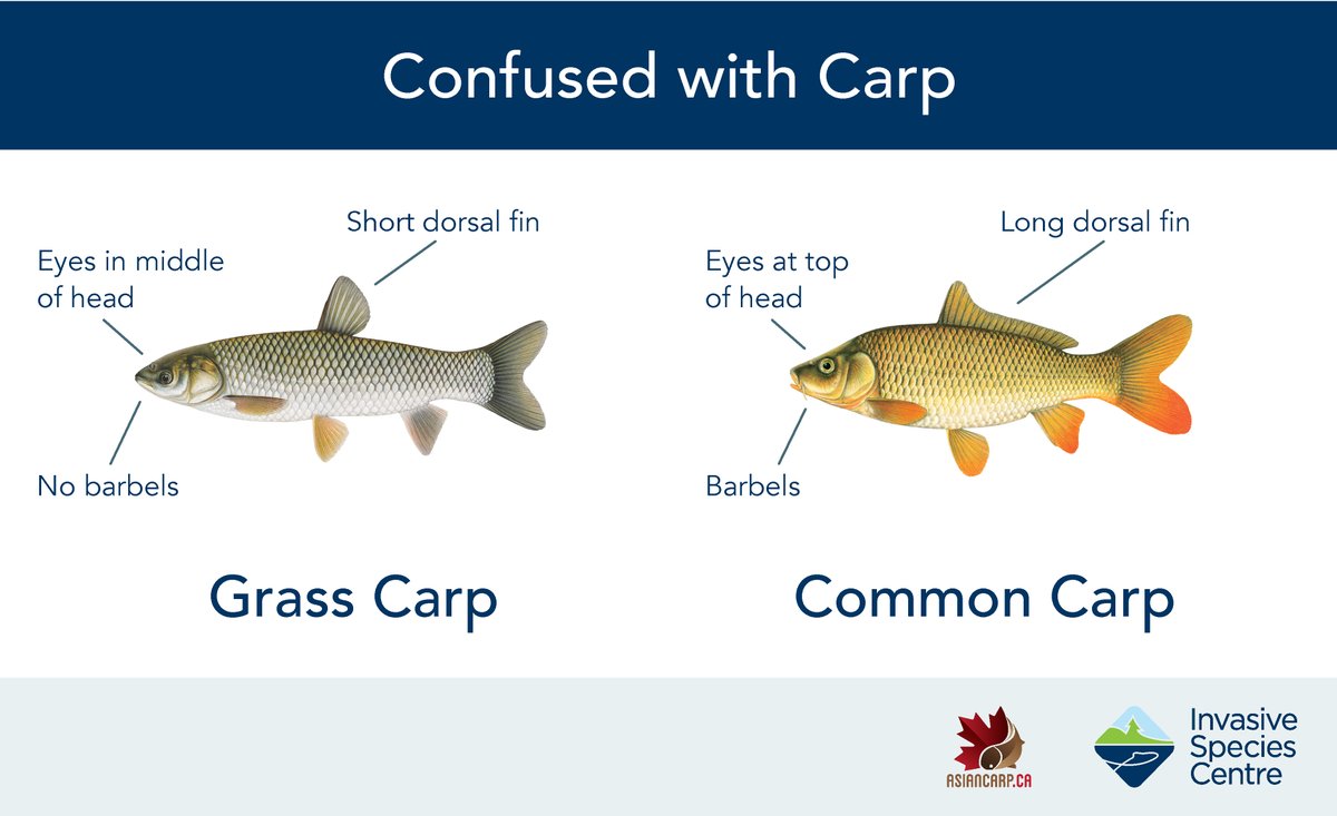 Flip through the 5 images to see a few of the species that are often confused with Grass Carp. (Remainder of images continued in next tweet). @InvSp