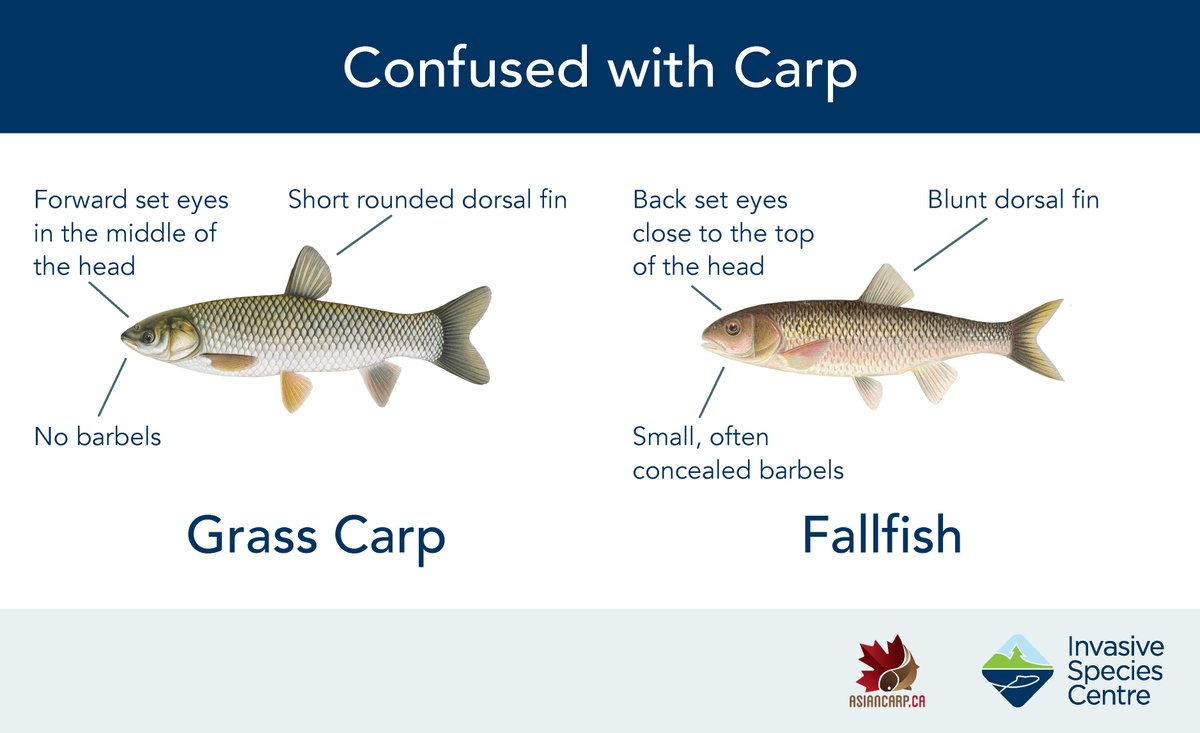 Flip through the 5 images to see a few of the species that are often confused with Grass Carp. (Remainder of images continued in next tweet). @InvSp