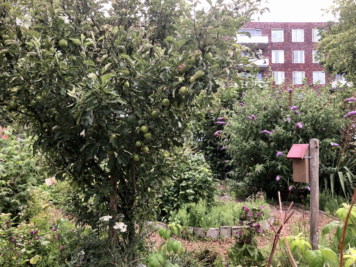 HannaLara's tweet photo. Mijn week in foto’s (7/7) uitgedaagd door @LeeflangHans bewoners die een buurttuin claimen en OV strook die Groene Diamant werd - de #vinex realiteit - zin om met @UniUtrecht #planningateliers te organiseren #jongRO
Ik nomineer @P_Pelzer ook zijn week in foto’s vast te leggen. https://t.co/LUF39G3uZj