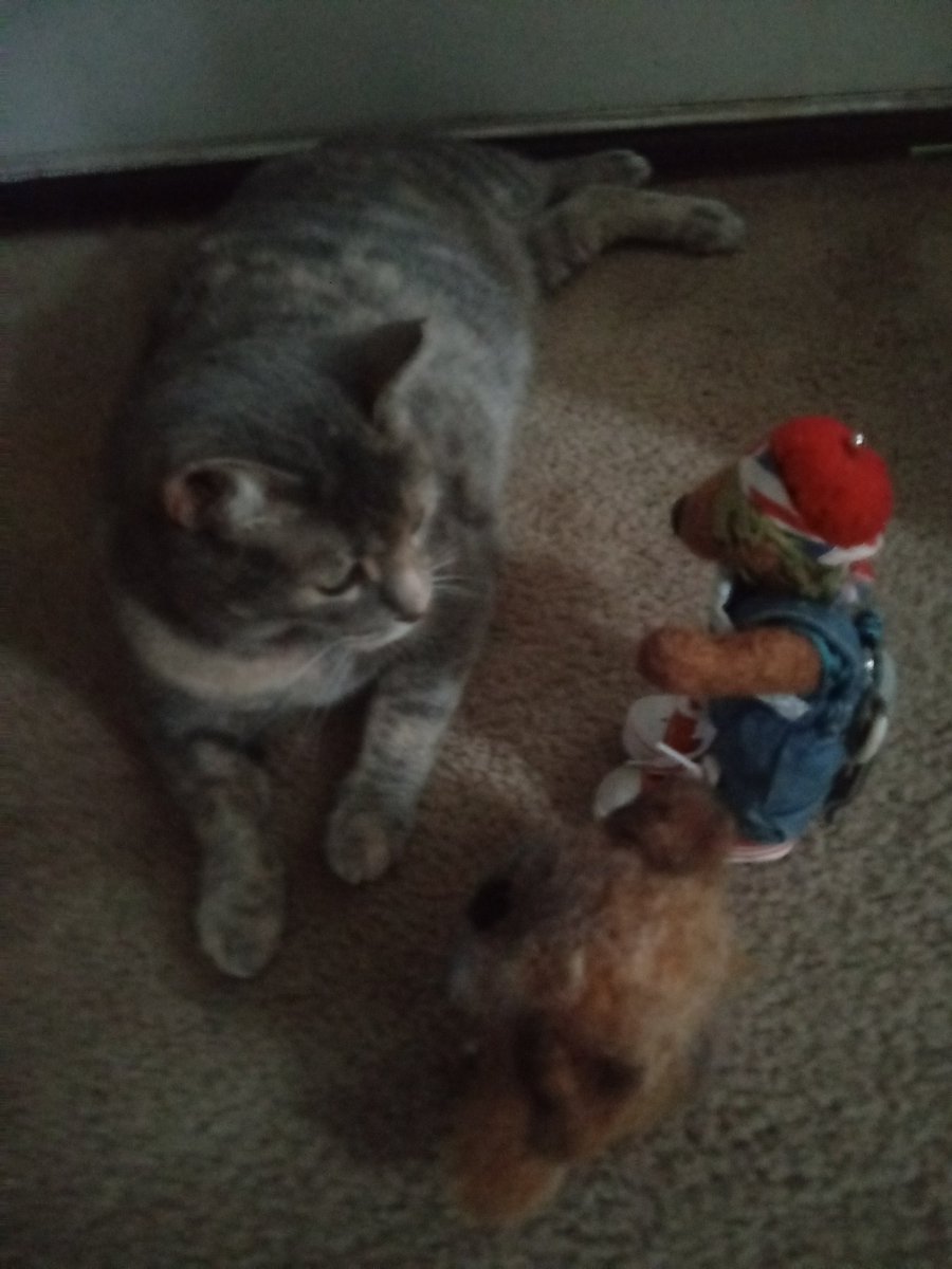 Me en Zippy <a href="/HugToddy/">ToddyHugZippy</a> lettins da new cat on owah blox nose da house wules. Like awl desserts gotta bees shayrds wif us en stuffs like dat. Yep
<a href="/TourGuideTed/">🇺🇦TourGuideTed©🧸🏳️‍🌈🐦🇪🇺</a>