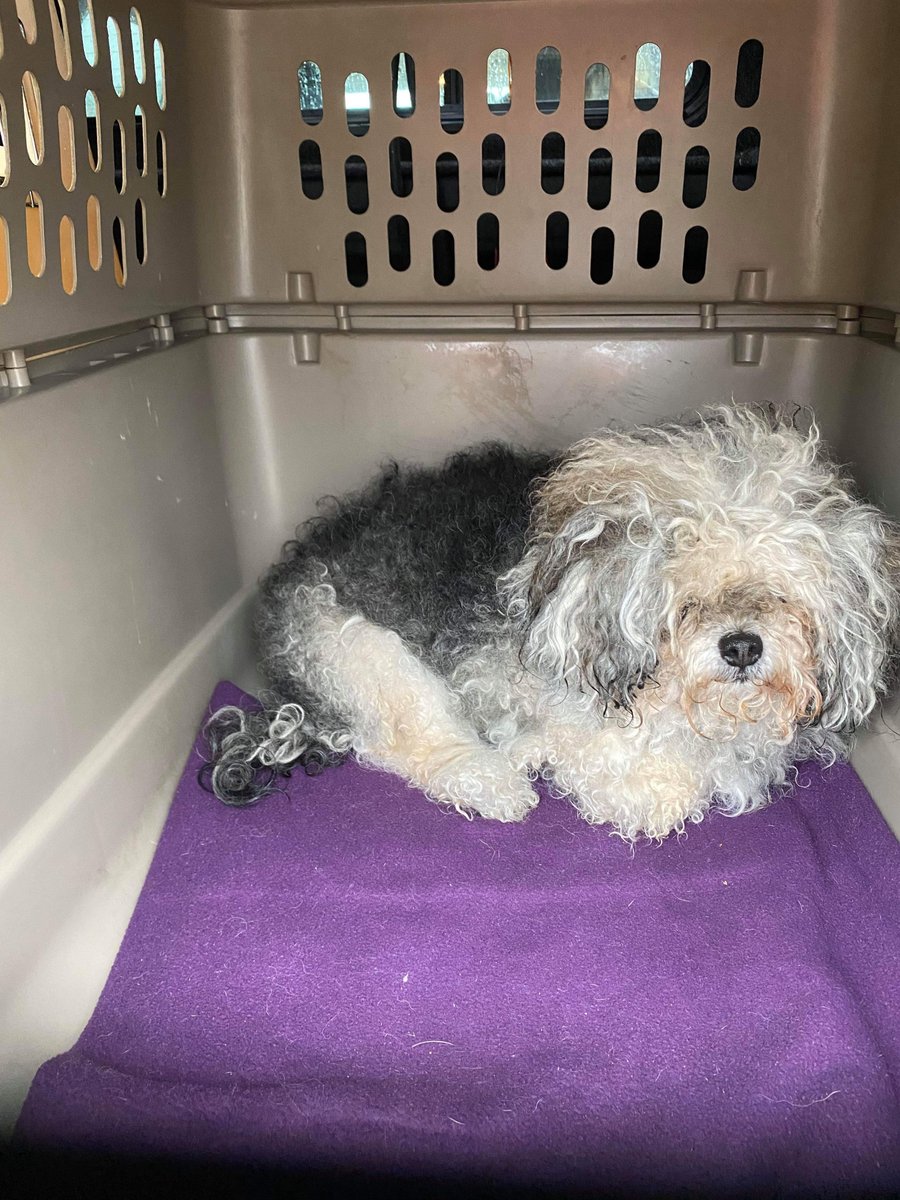 second chance animal