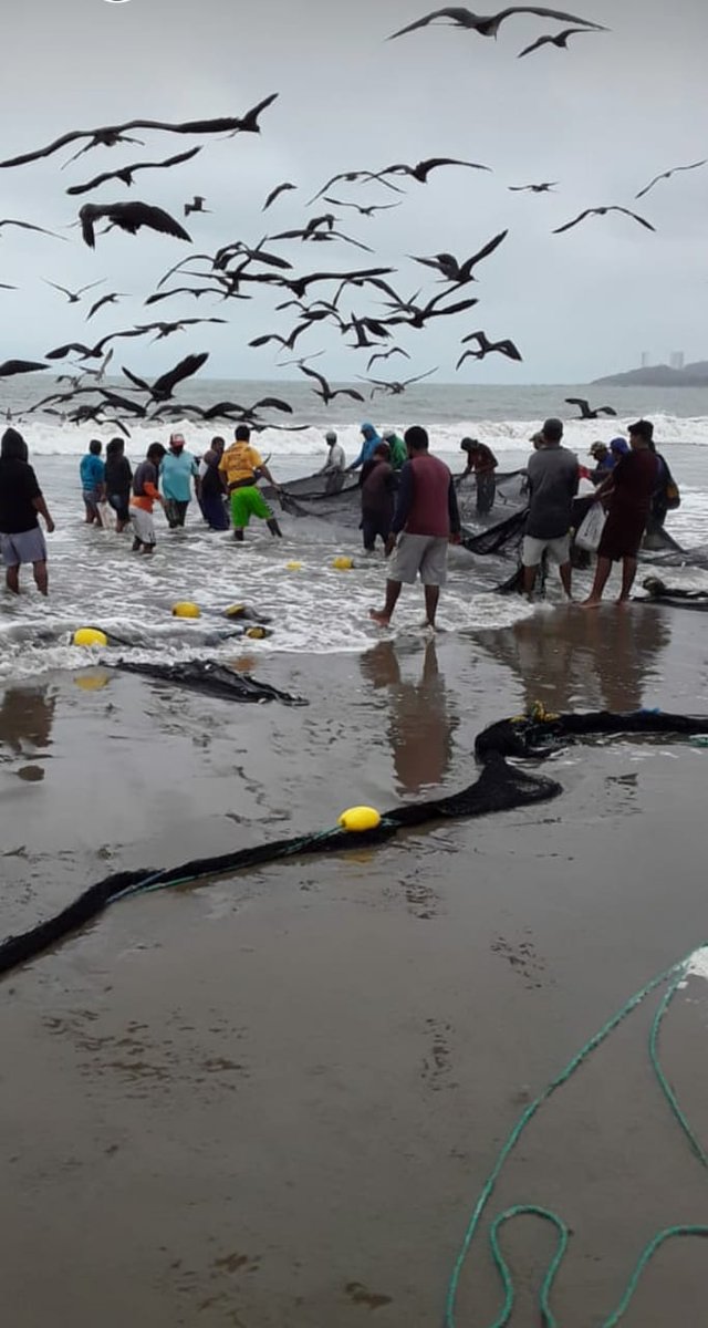 MarianaQuijije's tweet photo. @soberanialimen @Lenin @CONOPAETV @FiscaliaEcuador @LeninPlazaC  @InpEcuador  me quedo así 👀😱 la milla de repruduccion alevines art 225 nueva ley de pesca... IMPUNE EL CASO es bueno tener padrinos prueba real actualizada basta del los dobles discursos.. https://t.co/21gaWVLfLc