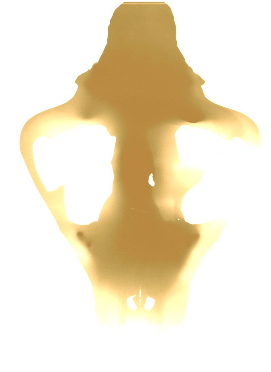 aphphotographer's tweet photo. Photograms towards my MA programme in response to Tori R. Toivonen. #flowers #skulls #momentomori #photograms #contactprints #darkroom #postproduced #scanned #sepia #photography #cameralessphotography #photoshop #layerblendingmodes #MAPhotography @FalmouthFlex @FalmouthUni https://t.co/SF95Mwh0hw