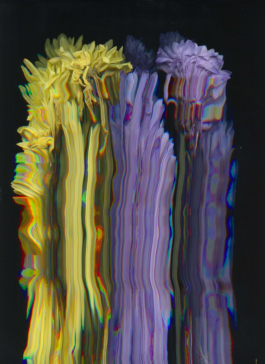 aphphotographer's tweet photo. More ‘scanography’ from today, which one is your favourite? Which ones your favourite?? #flowers #momentomori #scanographyphotography #flatbedscanner #distortion #scanned #photography #cameralessphotography #interference #scanography #MAPhotography @FalmouthFlex @falmouthuni https://t.co/EN4zxRYtoW