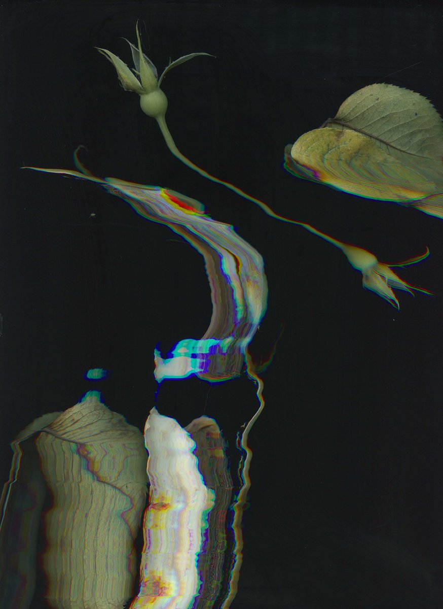 aphphotographer's tweet photo. More ‘scanography’ from today, which one is your favourite? Which ones your favourite?? #flowers #momentomori #scanographyphotography #flatbedscanner #distortion #scanned #photography #cameralessphotography #interference #scanography #MAPhotography @FalmouthFlex @falmouthuni https://t.co/EN4zxRYtoW