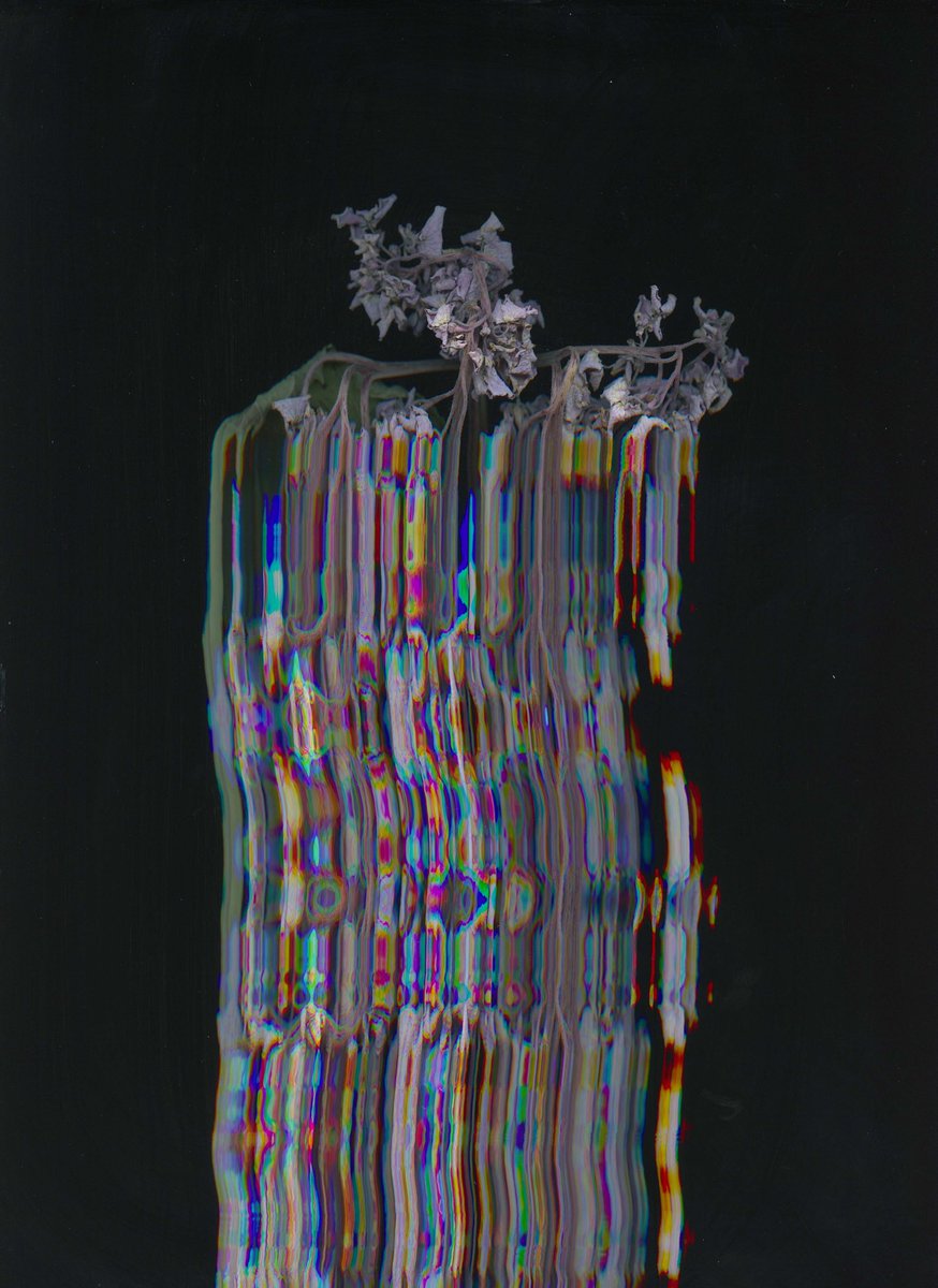 aphphotographer's tweet photo. More ‘scanography’ from today, which one is your favourite? Which ones your favourite?? #flowers #momentomori #scanographyphotography #flatbedscanner #distortion #scanned #photography #cameralessphotography #interference #scanography #MAPhotography @FalmouthFlex @falmouthuni https://t.co/EN4zxRYtoW