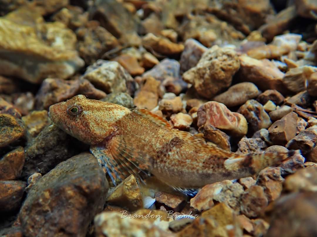 riverrat090's tweet photo. Knobfin Sculpin (Cottus immaculatus) I photographed in a trib to Jack's Fork River on 6/28/20

#camoflaugefish #camoflauge #fishesofmissouri #missouriozarks #nativefishes #jacksforkriver #discovernature #whatgetsyououtdoors https://t.co/rn8gJ0y6CC