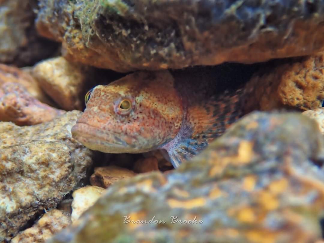 riverrat090's tweet photo. Knobfin Sculpin (Cottus immaculatus) I photographed in a trib to Jack's Fork River on 6/28/20

#camoflaugefish #camoflauge #fishesofmissouri #missouriozarks #nativefishes #jacksforkriver #discovernature #whatgetsyououtdoors https://t.co/rn8gJ0y6CC